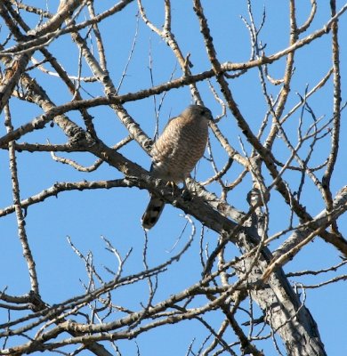 Sharp-shinned Hawk
