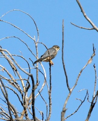 Merlin