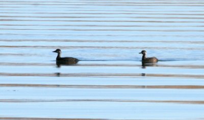 Black Scoters