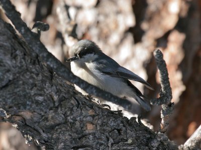 Pygmy Nuthatch