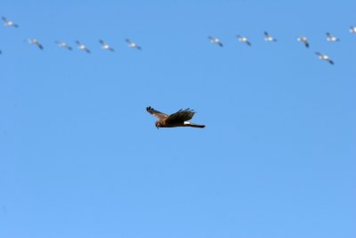 Northern Harrier