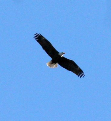 Bald Eagle