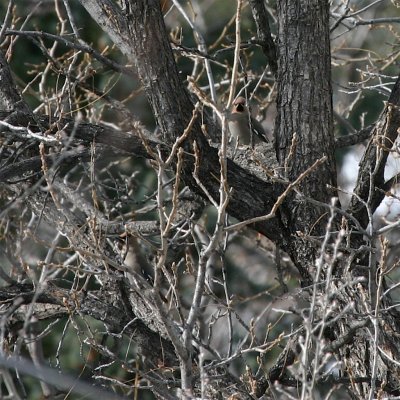Bohemian Waxwings
