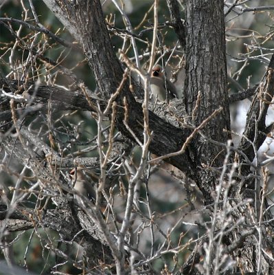 Bohemian Waxwings