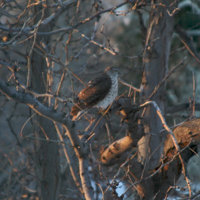 Sharp-shinned Hawk