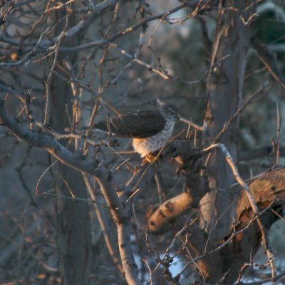 Sharp-shinned Hawk