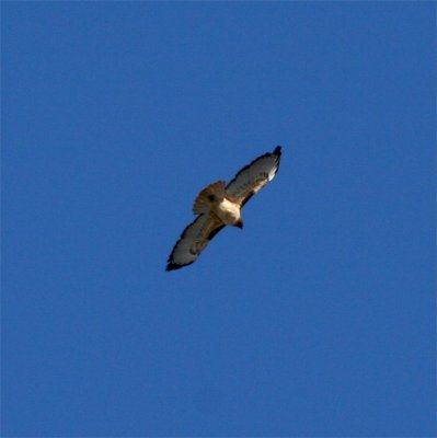 Red-tailed Hawk