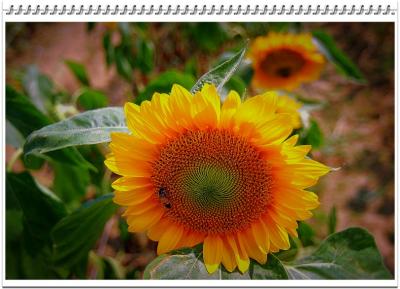 DSC_0049m.jpg