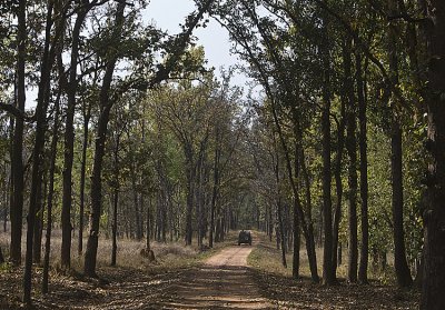 6am jeeps out searching for tiger in the Mahongany tree jungle