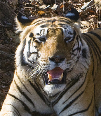 2. The old male resting in a tiger show