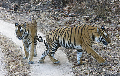 Both brothers are on the move from us now