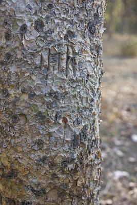 Scratch marks by males marking the tree