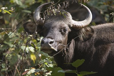 Gaur (Indian Bison)