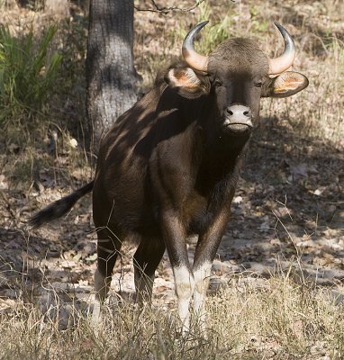 Gaur (Indian Bison)