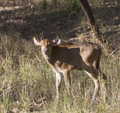 Gaur baby