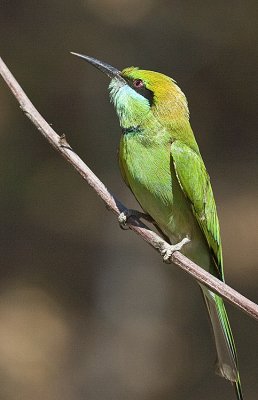 Green Beeeater