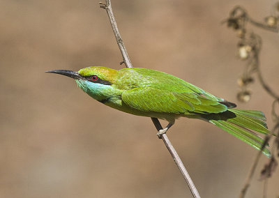 Green Beeeater