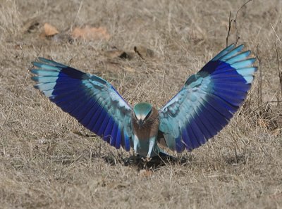 Indian Roller taking off