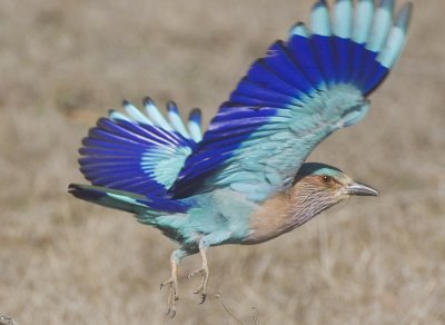 Indian Roller