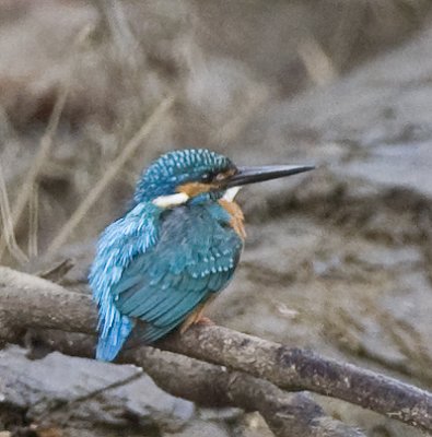 Common Kingfisher