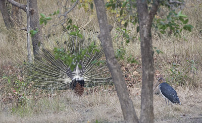 Indian Peafowl