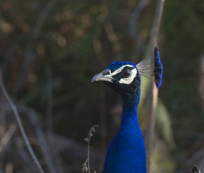 Indian Peafowl