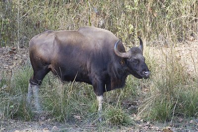 Gaur (Indian Bison)