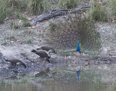 Indian Peafowl,male with 4 females