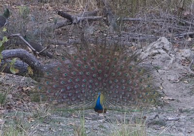 Indian Peafowl