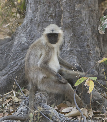 Langur Monkey