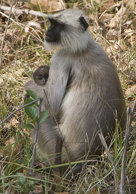 Langur Monkey with young child
