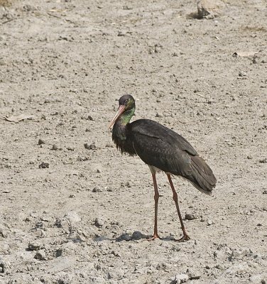 Black Stork