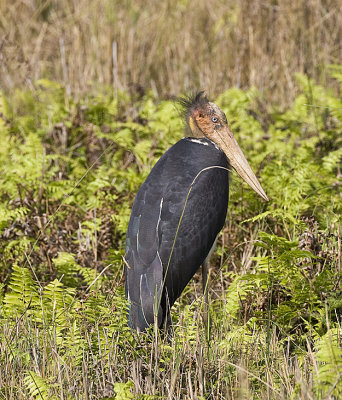 Greater Adjutant Stork