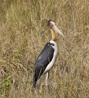 Greater Adjutant Stork