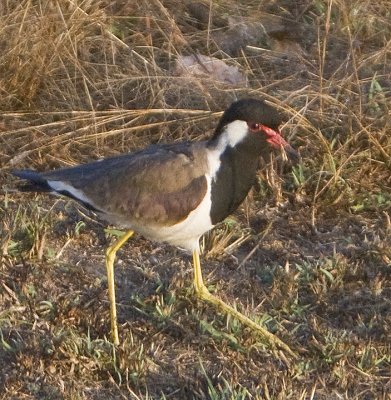 Red-wattled Lapwing