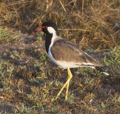 Red-wattled Lapwing