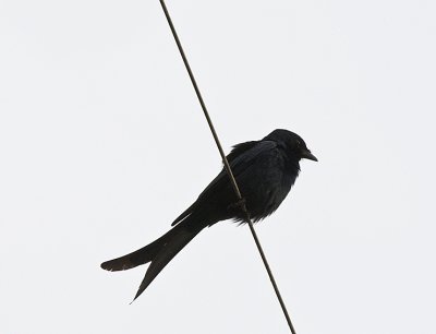 Black Drongo