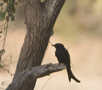 Black Drongo