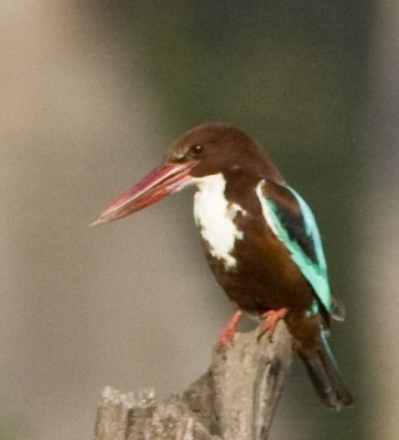 White-throated Kingfisher