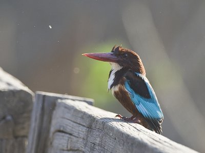 White-throated Kingfisher