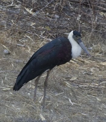 Woolly-necked Stork