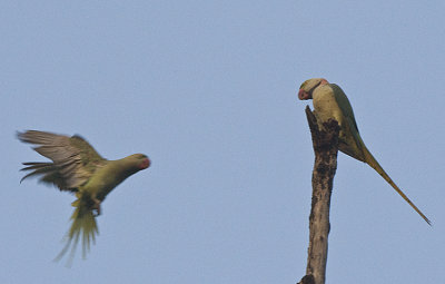 Alexandine Parakeet