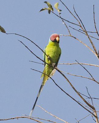 Plum-Headed Parakeet