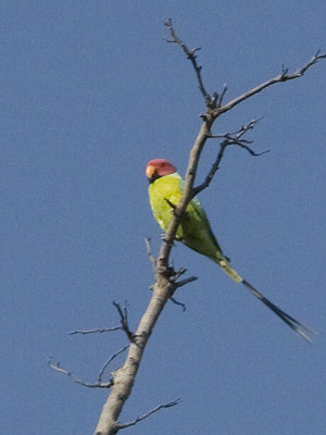 Plum-Headed Parakeet