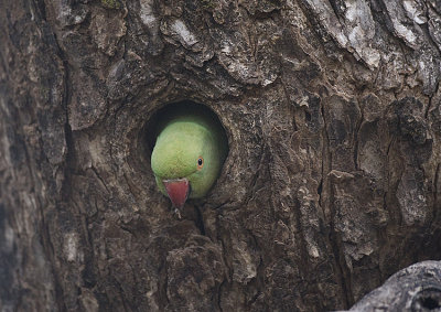 Alexandine Parakeet