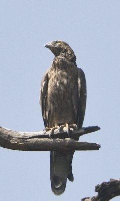 Crested Serpent Eagle