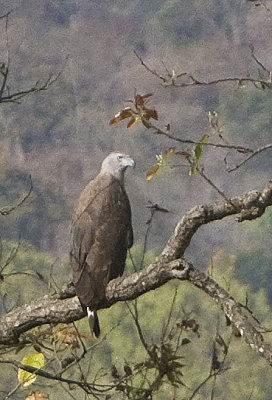 Lesser Fish Eagle