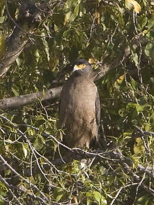 Crested Serpent Eagle