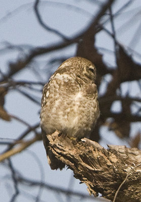 Spotted Owlet