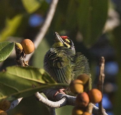 Coppersmith Barbet